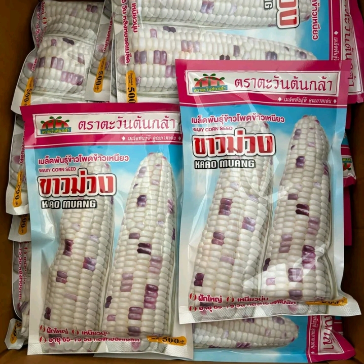 เมล็ดข้าวโพดข้าวเหนียวขาวม่วง500กรัม(รับ10,750แต้ม)