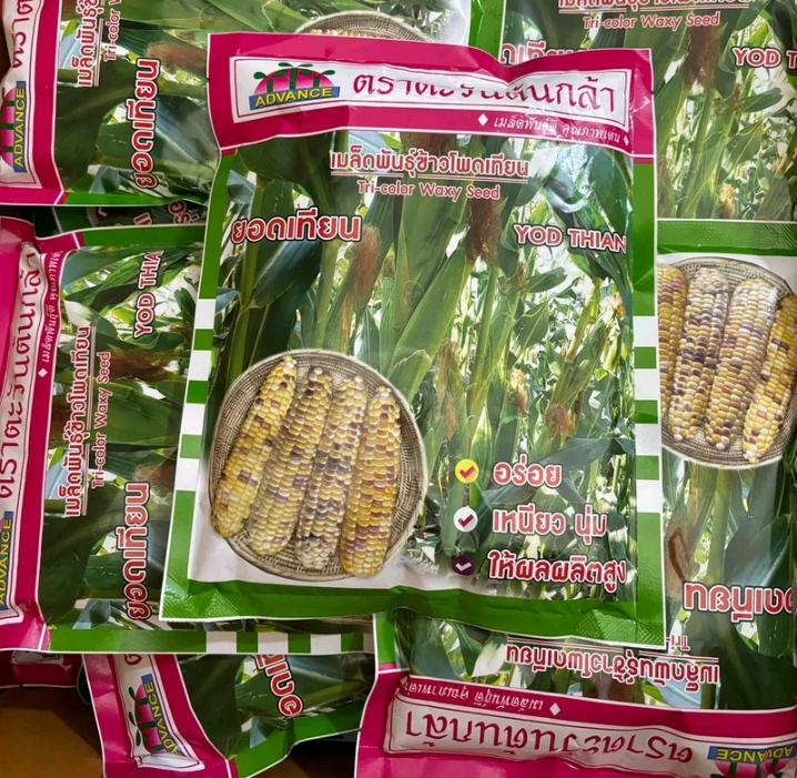 เมล็ดข้าวโพดเทียนยอดเทียน500กรัม(รับ10,750แต้ม)