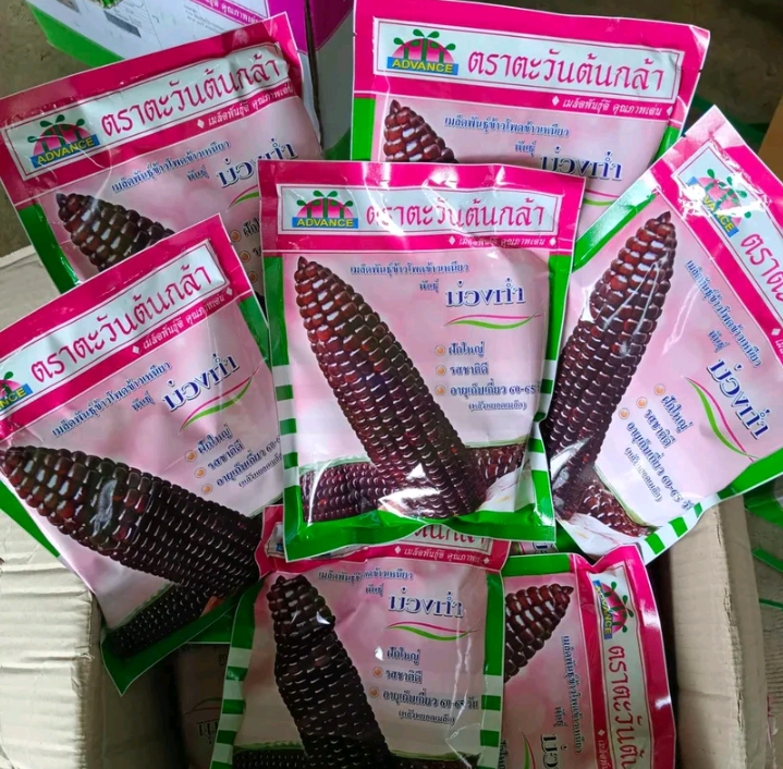 เมล็ดข้าวโพดข้าวเหนียวม่วงก่ำ500กรัม(รับ11,250แต้ม)