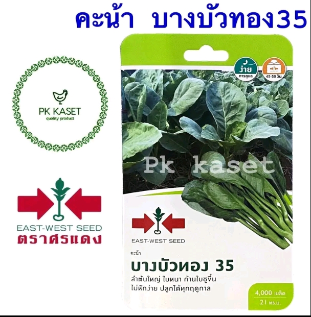 เมล็ดคะน้า บางบัวทอง35ศรแดง4000เมล็ด(รับ5,750แต้ม)