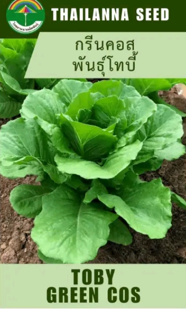 เมล็ดพันธุ์ผักสลัด กรีนคอสพันธ์ุโทบี้ 0.25กรัม เมล็ดเปลีอย(รับ5,500แต้ม)