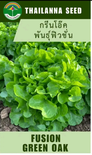 เมล็ดพันธุ์ผักสลัด กรีนโอ๊คพันธุ์ฟิวชั่น 0.5กรัม เมล็ดเปลีอย(รับ5,500แต้ม)