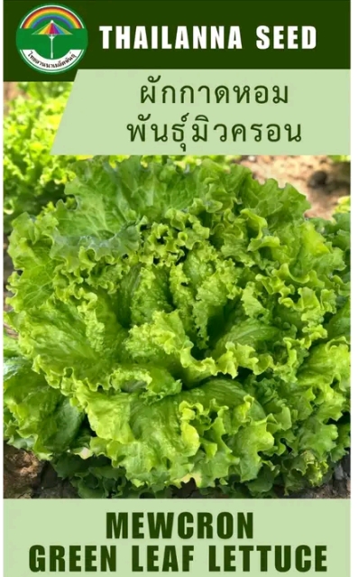 เมล็ดพันธุ์ผักสลัด ผักกาดหอมพันธุ์มิวครอน 0.5กรัม เมล็ดเปลีอย(รับ5,500แต้ม)