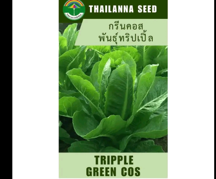 เมล็ดพันธุ์ผักสลัด กรีนคอสพันธุ์ทริปเปิล0.5กรัม เมล็ดเปลีอย(รับ5,500แต้ม)