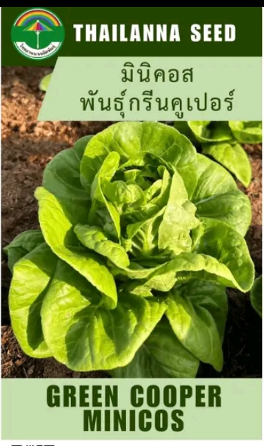 เมล็ดพันธุ์ผักสลัด มินิคอสพันธุ์กรีนคูเปอร์0.5กรัม เมล็ดเปลีอย(รับ6,750แต้ม)