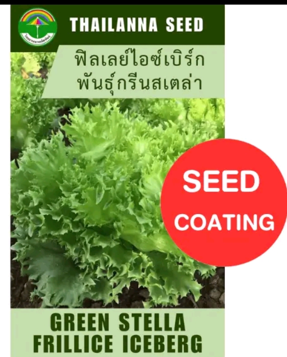 เมล็ดพันธุ์ผักสลัด ฟินเลย์ไอซ์เบิร์กกรีนสเตล่า0.5กรัม (รับ6,750แต้ม)