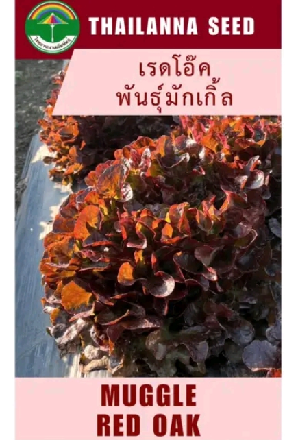 เมล็ดพันธุ์ผักสลัด เรดโอ๊คมักเกิ้ล0.5กรัม (รับ6,750แต้ม)