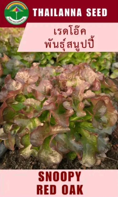 เมล็ดพันธุ์ผักสลัด เรดโอ๊คพันธุ์สนูปปี้ (ลักกี้)0.3กรัม (รับ6,750แต้ม)