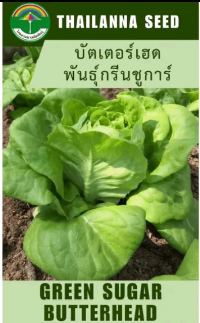 เมล็ดพันธุ์ผักสลัด บัตเตอร์เฮดพันธุ์กรีนช์การ์0.5กรัม (รับ5,500แต้ม)