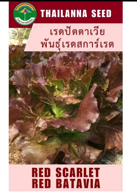 เมล็ดพันธุ์ผักสลัด เรดปัตตาเวียพันธุ์เรดสการ์เรต0.5กรัม (รับ5,500แต้ม)