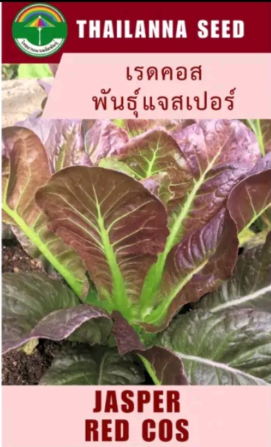 เมล็ดพันธุ์ผักสลัด เรดคอสพันธุ์แจสเปอร์ 0.5กรัม (รับ5,500แต้ม)