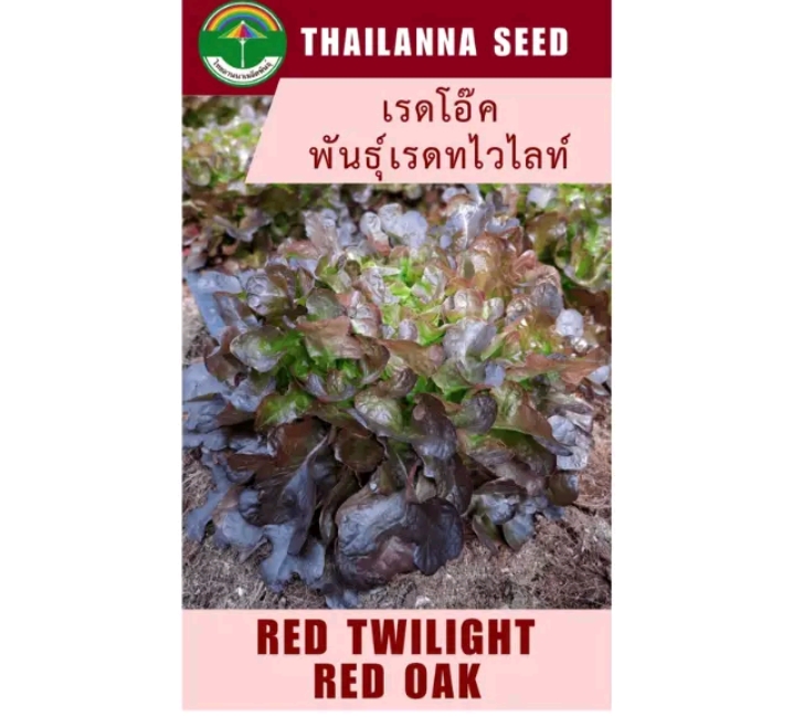 เมล็ดพันธุ์ผักสลัด เรดโอ๊ค เรดทไวไลท์ 0.5กรัม (รับ5,500แต้ม)