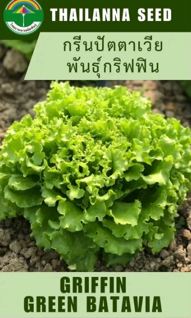 เมล็ดพันธุ์ผักสลัด กรีนปัตตาเวียพันธุ์กริฟฟิน0.5กรัม (รับ5,500แต้ม)