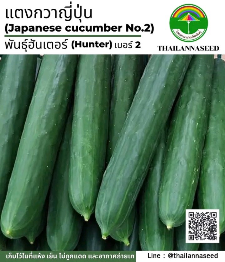 เมล็ดผักสวนครัวแตงกวาญี่ปุ่นฮันเตอร์10เมล็ด(รับ5,500แต้ม)
