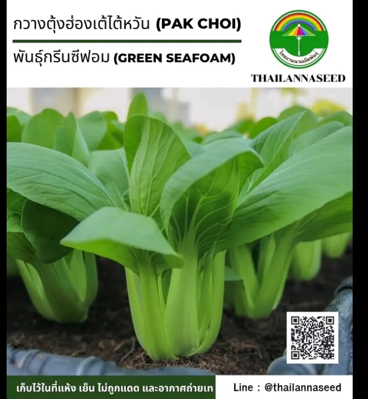 เมล็ดกวางตุ้งฮ่องเต้ไต้หวันกรีนซีฟอม1กรัม(รับ5,500แต้ม)