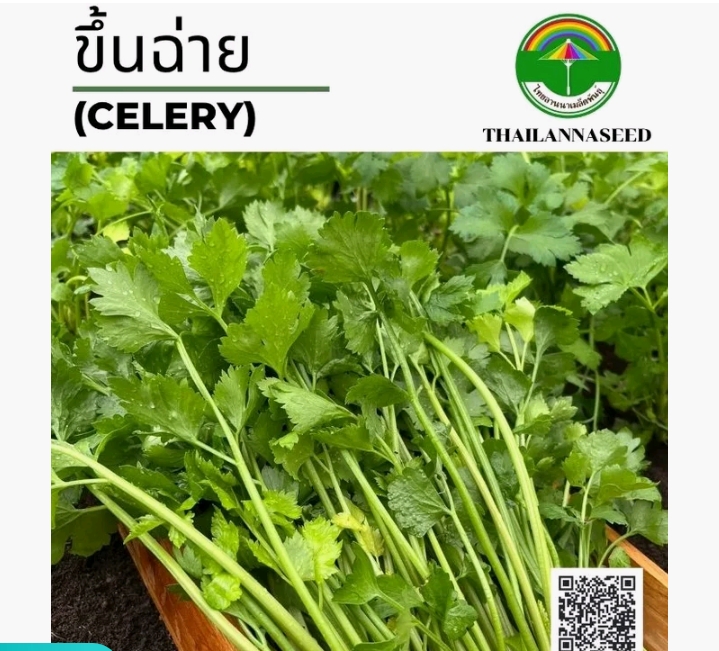 เมล็ดพันธุ์ขึ้นฉ่าย1กรัม(รับ5,500แต้ม)