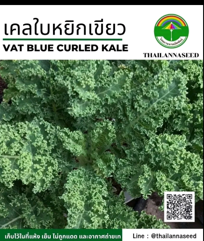 เมล็ดผักเคลใบหยิกเขียว0.5กรัม(รับ5,500แต้ม)