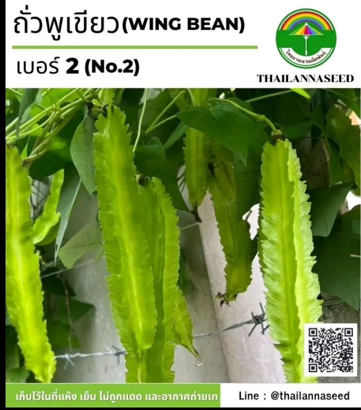 เมล็ดพันธุ์ถั่วพูสีเขียวเบอร์2 4กรัม(รับ5,500แต้ม)