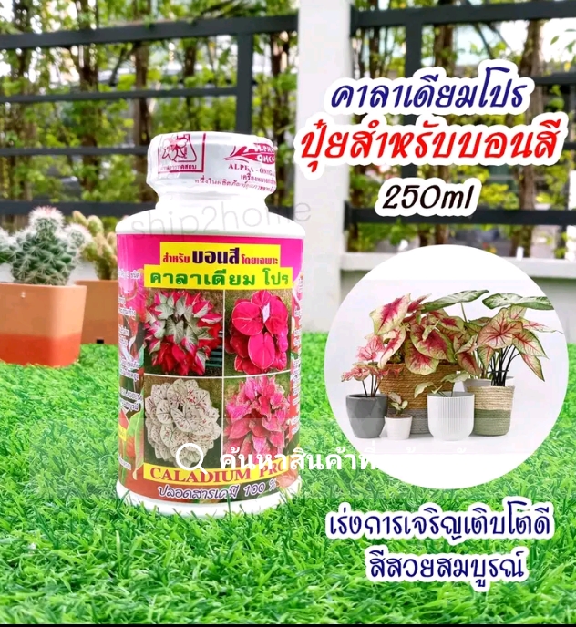 ปุ๋ยสำหรับบอนสีคาราเดียมโปร250มล.เร่งการเจริญเติบโตสีสวย(รับ7,700แต้ม)