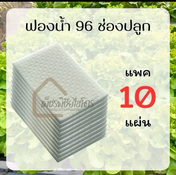 ฟองน้ำปลูกผักไฮโดรโปนิกส์10แผ่น(รับ9,750แต้ม)