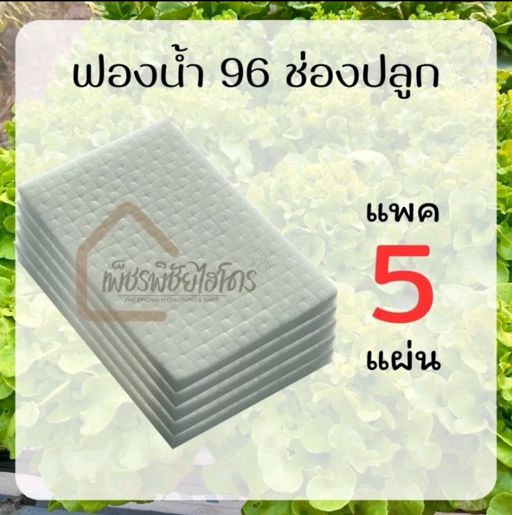 ฟองน้ำปลูกผักไฮโดรโปนิกส์5แผ่น(รับ6,700แต้ม)