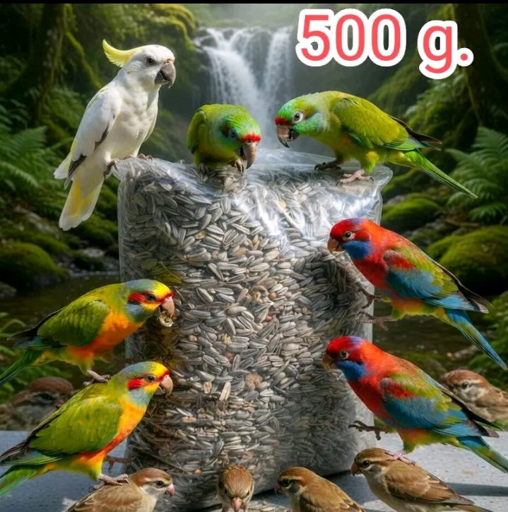 เมล็ดทานตะวันลายไทย สำหรับนกแก้วขนาด500กรัม(รับ6250แต้ม)