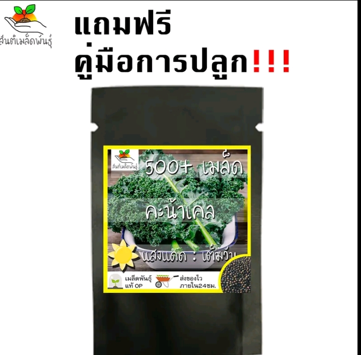 เมล็ดคะน้าเคลราชินีผัก500เมล็ด(รับ11250แต้ม)