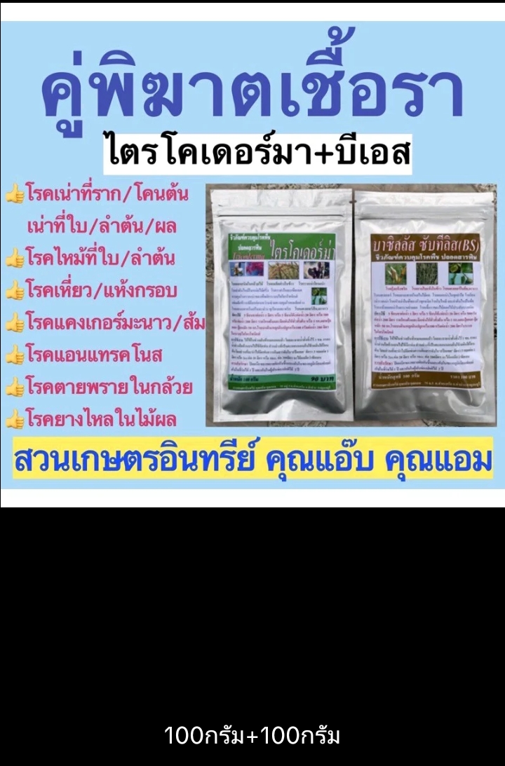 ไตรโคเดอร์ม่า -บีเอสสูตรเข้มข้นแพ็คคู่ 100-500 กรัม ป้องกันโรคเน่าโคนเน่าใบไหม้ ราสนิมแคงเกอร์ แอนด์แทรคโนส(รับ12700แต้ม)