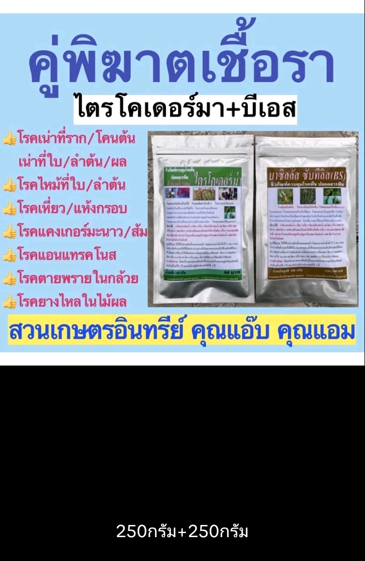 ไตรโคเดอร์ม่า -บีเอสสูตรเข้มข้นแพ็คคู่ 100-500 กรัม ป้องกันโรคเน่าโคนเน่าใบไหม้ ราสนิมแคงเกอร์ แอนด์แทรคโนส(รับ20750แต้ม)