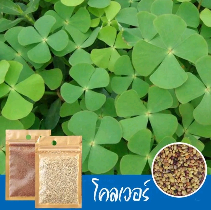 ไม้น้ำเมล็ดไม้น้ำเมล็ดพันธุ์ไม้น้ำ ต้นไม้ปลูกในน้ำถุงใหญ่5กรัม+3ซอง โคลเวอร์ (รับ7500แต้ม)
